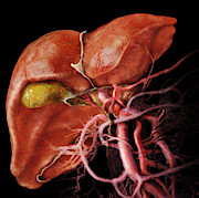 Liver And Gallbladder Poster by Anatomical Travelogue - Science Source ...