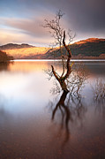 Loch Lomond Tree Photograph by Grant Glendinning