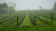 Lone Figure in Vineyard in the Rain on the Mission Peninsula Michigan Photograph by Mary Lee Dereske