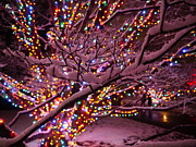 Longwood Lights 2 Photograph by Richard Reeve