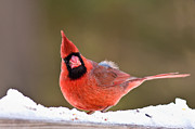 Looking At You Photograph by Jeff Sinon