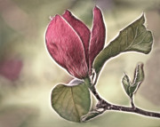 Magnolia Glow Photograph by Susan Candelario