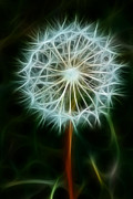 Make A Wish Photograph by Joann Copeland-Paul