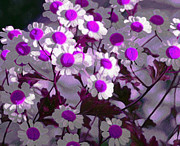 Making Sense of These Daisies Photograph by Joe Schofield