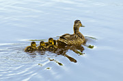 Mallard and Chicks Photograph by Flees Photos