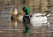 Mallards Photograph by Steven Ralser