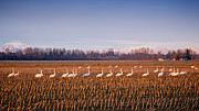 March of the Swans Photograph by Mary Lee Dereske