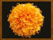 Marigold Magic Abstract Flower Art Painting by Omaste Witkowski