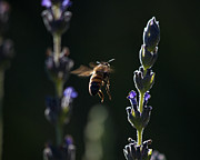 Midnight Ride Photograph by Joe Schofield