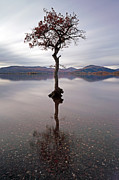 Milarrochy Bay Tree Photograph by Grant Glendinning