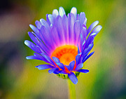 Mojave Aster Photograph by Joe Schofield