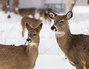 Momma and Baby Photograph by Linda Ryma