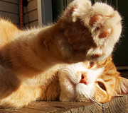 Tabby Paw Photograph by Mary Lee Dereske