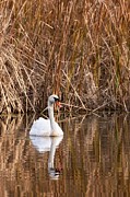 Mute Swan Reflection Photograph by Jeff Sinon
