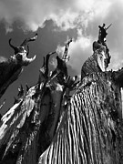 No One Here Gets Out Alive Photograph by Joe Schofield