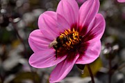 Nosy Bumble Bee Photograph by Scott Lyons