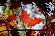 Oak leaves Photograph by Steven Ralser