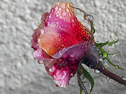 Olde English Photograph by Joe Schofield