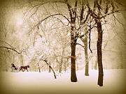 One Horse Open Sleigh Photograph by Jessica Jenney