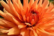 Orange Dahlia Photograph by Scott Lyons