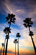 Palm Trees at Sunset Photo Photograph by Paul Velgos