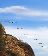 Palos Verdes Octet Photograph by Joe Schofield