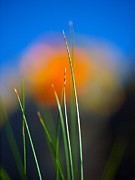 Papyrus Photograph by Joe Schofield