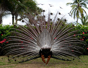 Peacock - Turnaround Photograph by Richard Reeve