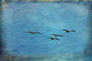 Pelicans In Flight Photograph by Mary Jo Allen