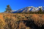 Pine Tree in the Sage Photograph by Carla E
