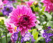 Pink Dahlia Photograph by Rona Black