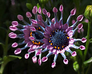 Pink Whirls Photograph by Rona Black