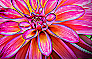 Pop Art Dahlia Photograph by Mary Jo Allen