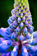 Purple and Green Photograph by Jeff Sinon