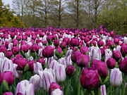 Purple Field Photograph by Richard Reeve