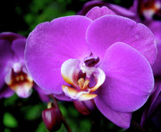 Purple Orchid Photograph by Rona Black