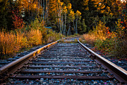 Rails Pondicherry NWR Photograph by Jeff Sinon