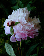 Rain-soaked Peonies Photograph by Rona Black