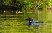 Red Eye Common Loon Photograph by Jeff Sinon