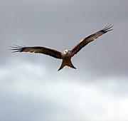 Red Kite in flight Photograph by Grant Glendinning