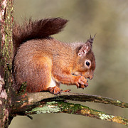 Red Squirrel perched portrait Photograph by Grant Glendinning