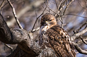 Red-Tail Hawk Stare Photograph by Jeff Sinon