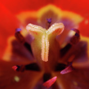Red Tulip Abstract Photograph by Rona Black