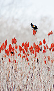 Red Winged Blackbird On Sumac Photograph by Steven Ralser