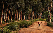Returning Home Photograph by Mary Jo Allen