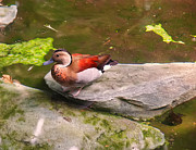 Ringed Teal on a rock #2 Photograph by Flees Photos