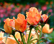 Rose Bunch Photograph by Rona Black