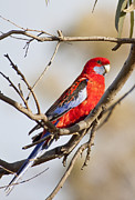 Crimson Rosella 1 - Australia Photograph by Steven Ralser