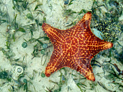 Running Starfish Photograph by Mary Lee Dereske