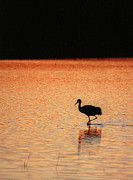 Sandhill Crane Photograph by Steven Ralser